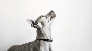 More Than a Craft: How a Wool Pet Portrait Heals Your Heart After Loss